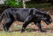 Benevento, allarme pantera nella campagne: due pecore sbranate nella notte a Torrecuso