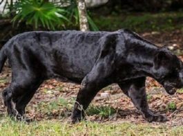 Benevento, allarme pantera nella campagne: due pecore sbranate nella notte a Torrecuso