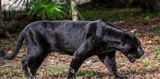 Benevento, allarme pantera nella campagne: due pecore sbranate nella notte a Torrecuso