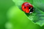 Invasione di coccinelle in provincia di Foggia e in Puglia Invasione di coccinelle: avvistamenti anche in Capitanata, “fenomeno naturale dovuto alle condizioni climatiche” Invasione di coccinelle in provincia di Foggia e in Puglia Invasione di coccinelle: avvistamenti anche in Capitanata, “fenomeno naturale dovuto alle condizioni climatiche”
