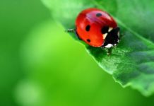 Invasione di coccinelle in provincia di Foggia e in Puglia Invasione di coccinelle: avvistamenti anche in Capitanata, “fenomeno naturale dovuto alle condizioni climatiche”