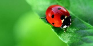 Invasione di coccinelle in provincia di Foggia e in Puglia Invasione di coccinelle: avvistamenti anche in Capitanata, “fenomeno naturale dovuto alle condizioni climatiche”