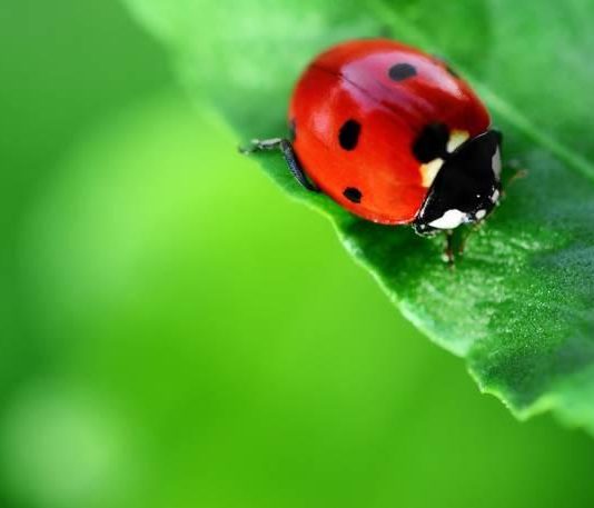 Invasione di coccinelle in provincia di Foggia e in Puglia Invasione di coccinelle: avvistamenti anche in Capitanata, “fenomeno naturale dovuto alle condizioni climatiche”
