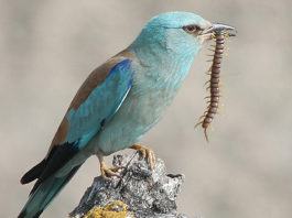 Termoli – Lesina: Quando un uccello vale più dell’uomo.