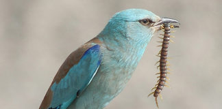 Termoli – Lesina: Quando un uccello vale più dell’uomo.