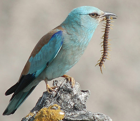 Termoli – Lesina: Quando un uccello vale più dell’uomo.