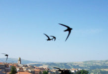 Diamo il benvenuto ai neonati di San Bartolomeo