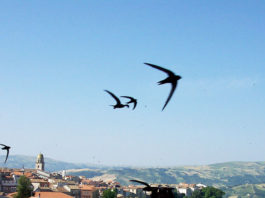 Diamo il benvenuto ai neonati di San Bartolomeo