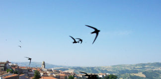 Diamo il benvenuto ai neonati di San Bartolomeo