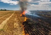 Bruciatura delle stoppie e dei residui colturali: lettera aperta degli studenti di Scienze e Tecnologie Agrarie dell’Università di Foggia