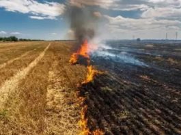 Bruciatura delle stoppie e dei residui colturali: lettera aperta degli studenti di Scienze e Tecnologie Agrarie dell’Università di Foggia