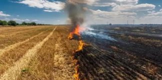 Bruciatura delle stoppie e dei residui colturali: lettera aperta degli studenti di Scienze e Tecnologie Agrarie dell’Università di Foggia