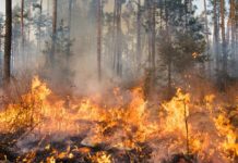 Brucia il Monte Cornacchia, incendio devastante sui Monti Dauni: “Un disastro”