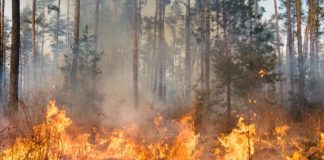 Brucia il Monte Cornacchia, incendio devastante sui Monti Dauni: “Un disastro”