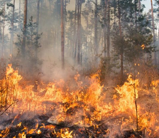 Brucia il Monte Cornacchia, incendio devastante sui Monti Dauni: “Un disastro”