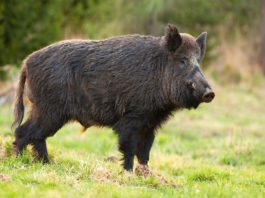 Raccolti devastati dai cinghiali, agricoltori foggiani sollecitano gli abbattimenti: “Non c’è più tempo da perdere”