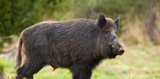 Raccolti devastati dai cinghiali, agricoltori foggiani sollecitano gli abbattimenti: “Non c’è più tempo da perdere”