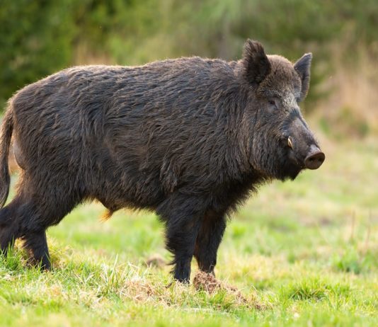 Raccolti devastati dai cinghiali, agricoltori foggiani sollecitano gli abbattimenti: “Non c’è più tempo da perdere”