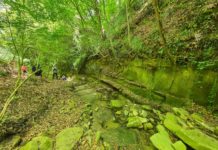 Bosco Montauro, missione riqualificazione