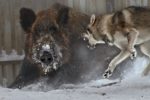 La proliferazione esagerata di cinghiali, cani e lupi La proliferazione esagerata di cinghiali, cani e lupi