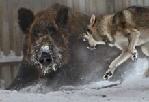 La proliferazione esagerata di cinghiali, cani e lupi