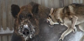 La proliferazione esagerata di cinghiali, cani e lupi