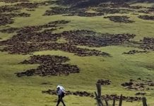 Cinghiali all’attacco dei campi di cereali: sale il conto dei danni