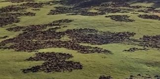 Cinghiali all’attacco dei campi di cereali: sale il conto dei danni