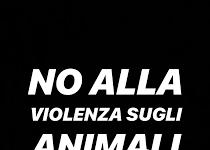 Baselice: testa di gatto davanti casa.