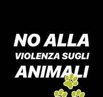 Baselice: testa di gatto davanti casa.