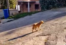 Serenella, il cane degli infermieri del pronto soccorso diventa il primo del Comune di Volturino