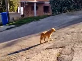 Serenella, il cane degli infermieri del pronto soccorso diventa il primo del Comune di Volturino
