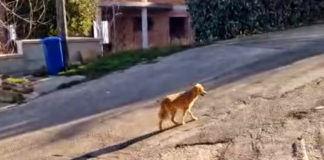 Serenella, il cane degli infermieri del pronto soccorso diventa il primo del Comune di Volturino