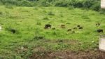 Campi distrutti da animali selvatici, invasione di cinghiali: agricoltori stremati e scoraggiati Campi distrutti da animali selvatici, invasione di cinghiali: agricoltori stremati e scoraggiati