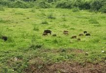 Campi distrutti da animali selvatici, invasione di cinghiali: agricoltori stremati e scoraggiati