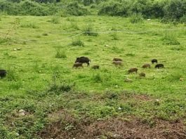 Campi distrutti da animali selvatici, invasione di cinghiali: agricoltori stremati e scoraggiati