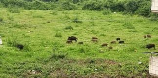 Campi distrutti da animali selvatici, invasione di cinghiali: agricoltori stremati e scoraggiati