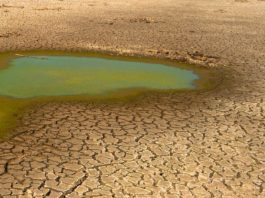 Siccità, chiusa la Diga di Occhito: a rischio i campi di pomodoro, saltano i trapianti degli ortaggi invernali