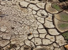 Crisi idrica. Coduti (Pd): conseguenze per il settore agricolo aree interne