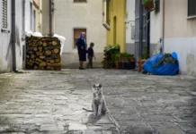 Dati Istat: primo semestre 2024