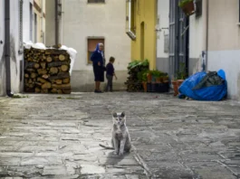 Dati Istat: primo semestre 2024