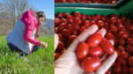 In Campania una contadina scommette su un pomodoro che cresce senz’acqua In Campania una contadina scommette su un pomodoro che cresce senz’acqua