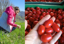 In Campania una contadina scommette su un pomodoro che cresce senz’acqua