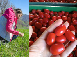 In Campania una contadina scommette su un pomodoro che cresce senz’acqua