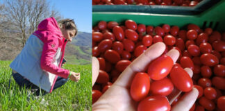 In Campania una contadina scommette su un pomodoro che cresce senz’acqua