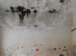 Fauna selvatica e randagi, quando la tua vita è decisa dal caso.