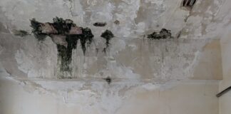 Fauna selvatica e randagi, quando la tua vita è decisa dal caso.