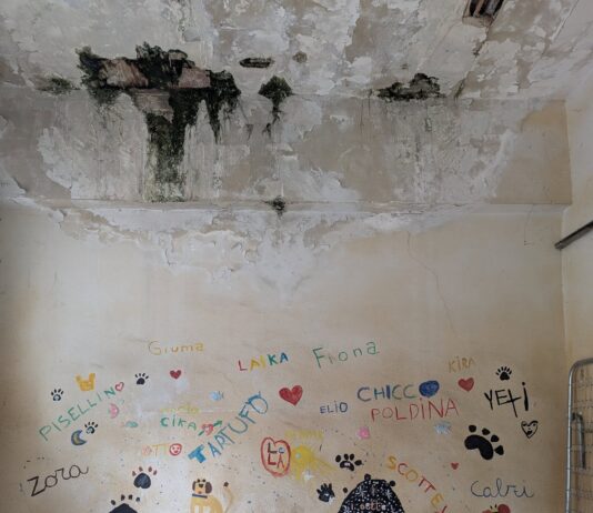 Fauna selvatica e randagi, quando la tua vita è decisa dal caso.