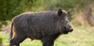 Allarme cinghiali